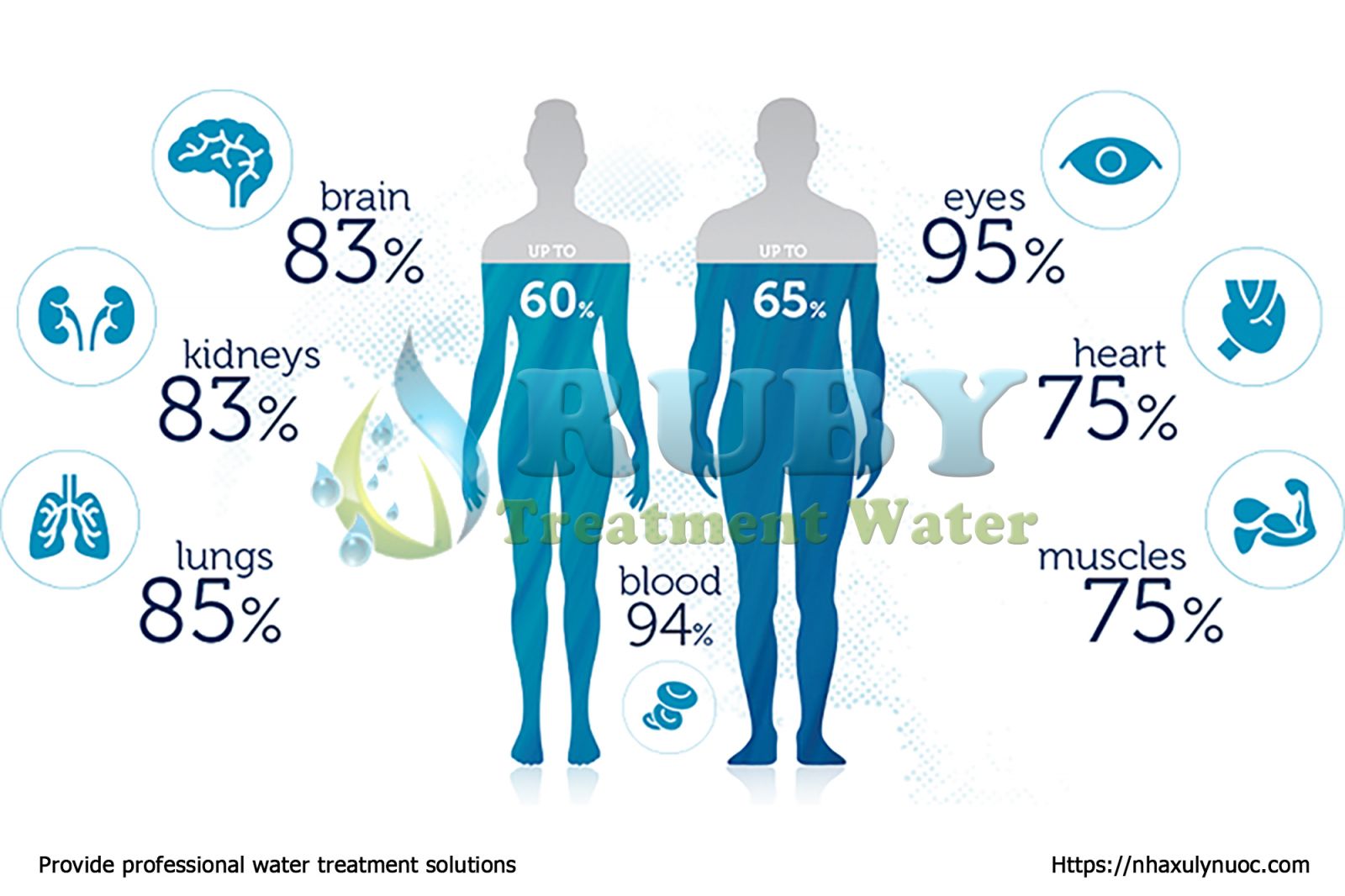 Vai trò của nước đối với cơ thể là cấu thành não bộ